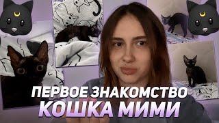 КСЮША КОБА ПОКАЗАЛА СВОЮ КОШКУ МИМИ | ПЕРВОЕ ЗНАКОМСТВО