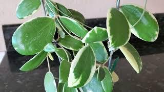 Hoya verticillata albomamarginata. Flowering. Цветение Хойи.