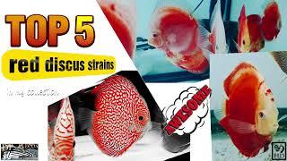 Top 5 discus fish red varieties