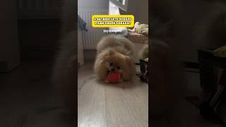 Да как блин она это учуяла?! #минишпиц #смешноевидео #собаки #pets #померанскийшпиц #шпиц