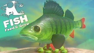 ВЫЖИВАНИЕ ОКУНЯ В РЕЧКЕ, ОБНОВЛЕНИЕ | Feed and Grow Fish