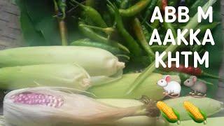 VILLAGE HOME  GARDEN TOUR ( village kamki ) these days we enjoy the seasons of different vegetables.