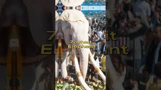 top 10 most rare white animals in the world#virelvideo2023 #shortvideo #top10