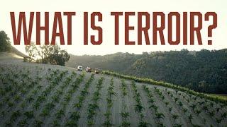 What is Terroir?