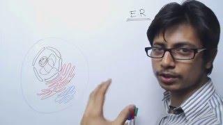Endoplasmic Reticulum Structure And Function