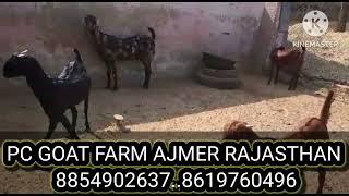 PC GOAT FARM AJMER RAJASTHAN