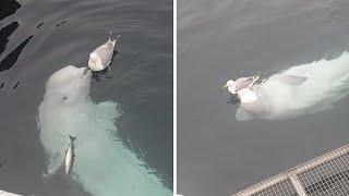 'Spy' Beluga Plays with Seagull