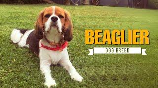 What Makes the Beaglier Such a Great Pet? Find Out Here!