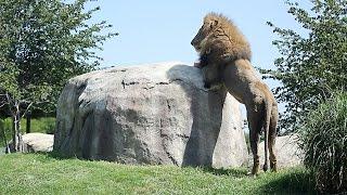 Dallas Zoo welcomes new male lion