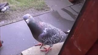 OMG .. some feral pigeons can be so interesting and funny !!!