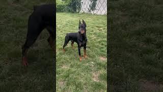 European Doberman