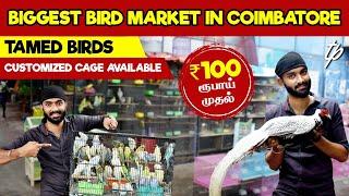 100ரூபாய் முதல்  | Biggest Bird Market in Coimbatore | TAMED BIRDS | Ticket Pocket