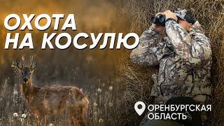 Осенняя ОХОТА НА КОСУЛЮ в Оренбургской области