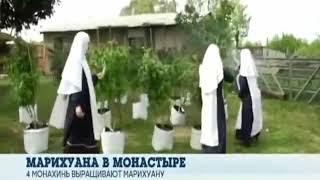 Манашки выращивают канаплю !