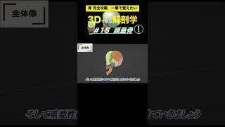 頭蓋骨の機能と全体像　#15  頭蓋骨【3Dで学ぶ解剖学】複雑な頭蓋骨の位置関係を理解しよう！　#頭蓋骨