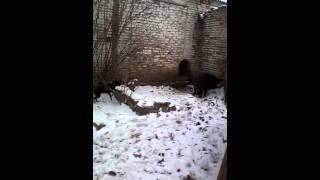 Словацкая Копова 5 мес. Знакомство.
