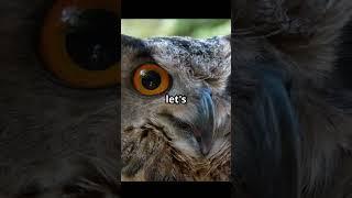  Night Vision Like an Owl – See the World in the Dark!  #POV #birdseyeview#facts#eaglepov#nature
