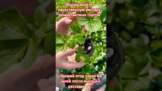 Лучшая рассада клубники