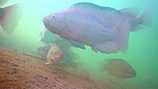 Fishing for MASSIVE Tilapia in Crystal Clear Water