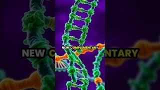 The Science of DNA Replication Explained – A Microscopic Journey 