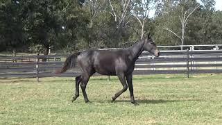 Marauder - 2016 RPSI Gelding