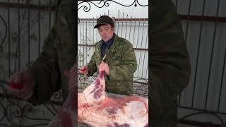 Лимфоузлы у барана