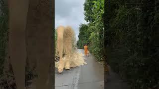 Big sand sculpture catwalk-33D special effects Green screen | #youtubeshorts #shorts