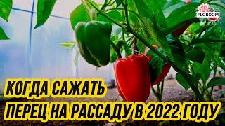 Когда сажать перец на рассаду в 2022 году