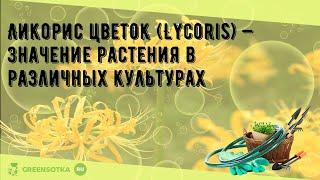 Ликорис цветок (Lycoris) — значение растения в различных культурах