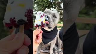 Picolé de Frutas com Iogurte Natural  #americanbully
