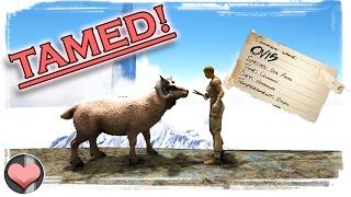 Learning the Hair Mechanic! Ovis Tame & Sheep Shearing :) - ARK: Survival Evolved - Patch 254