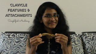CLAVICLE | BONES OF UPPER LIMB | ANATOMY | SIMPLIFIED 