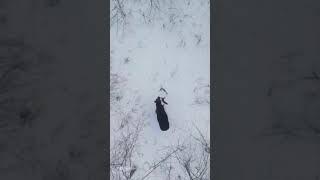 Лось сбрасывает свои Рога