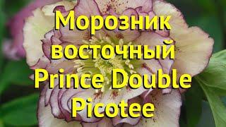 Морозник восточный Принц дабл пикоте. Краткий обзор helleborus orientalis Prince Double Picotee