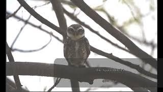 Spotted owlet in misty morning