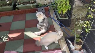 Piko refuses to go back inside, Kittens scared of noises