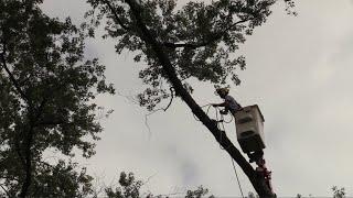 Large Tree Pruning