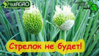 Лук НИКОГДА не застрелкуется даже при посадке севка под зиму. Всего 3 условия и ЛУК ШИКАРНЫЙ!