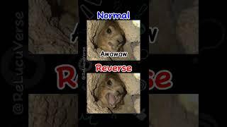 Meme Hyrax Teriak (reverse+subtitle) #shorts #reverse #lucu #memes