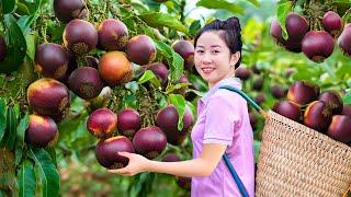 Harvesting Star Apple Vusua Fruit, Raise Chicken Go To Market Sell| Harvesting Farm Produce