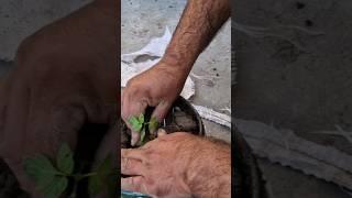 Grow Plants On Roof Top #growvegetables #growplants #trandingsong #trandingshorts