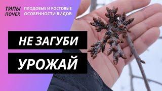 Отличия плодовых и ростовых почек