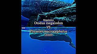 Cachalot vs Megalodon again