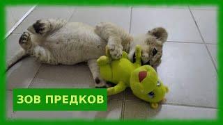 Джина и бегемот/The lion sleeps tonight ))