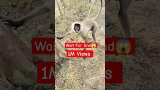 Jai Hanuman #shortsfeed #monkey #shorts #youtubeshorts #viralreels #animals #wow