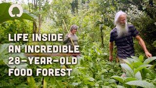 Magical 28-Year-Old Permaculture Food Forest – Growing Wild Together