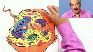 Plant and Animal Cell Overview:  The Basics from Thinkwell Biology