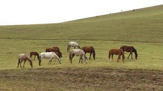 horses,1