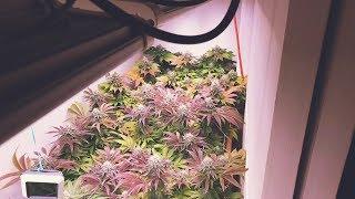 INCREDIBLE CLOSET GROW USING LED GROW LIGHTS