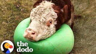 Enormous Bull Plays With Balls Like He's A Dog | The Dodo